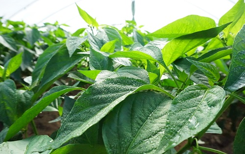 1647840233188313.png image.png