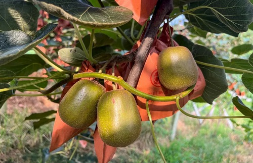 1661482424156241.png image.png