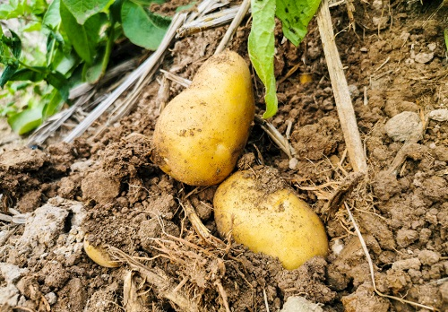 1667461059189566.png image.png